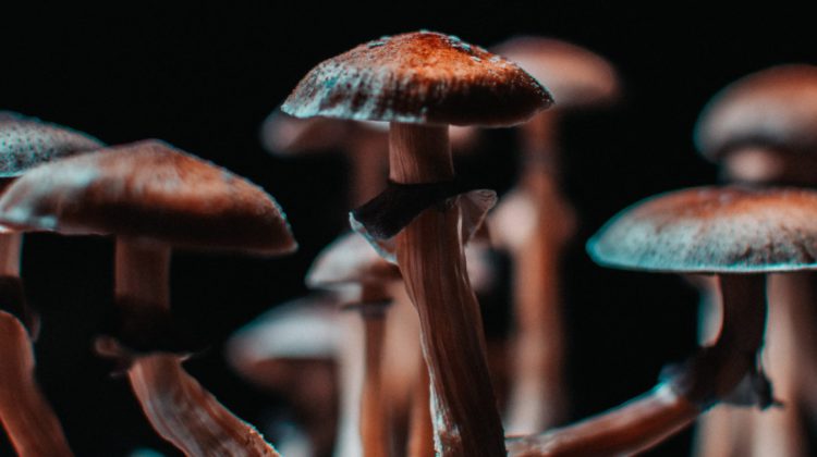 Advocates say psychedelics approval doesn’t go far enough