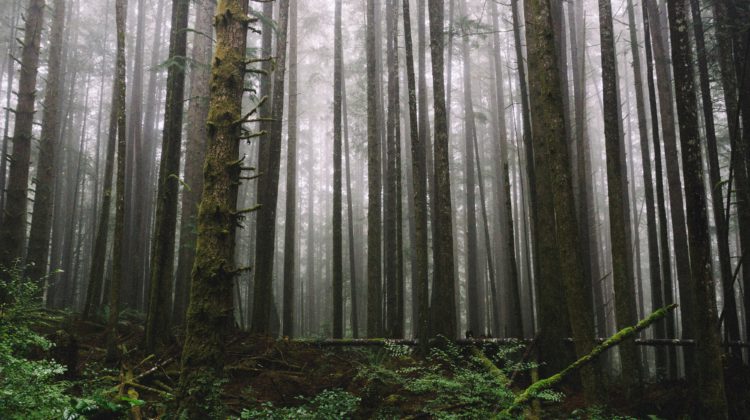 2,500 hectares of old growth forest is being deferred as part of the Old Growth Strategy